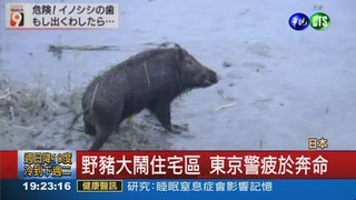 東京野豬亂竄 傷6人遭擊斃