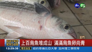 烏魚採收季 1尾50元俗俗賣!