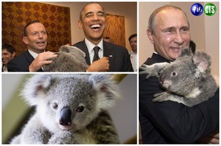無尾熊給抱抱!  G20領袖笑開懷
