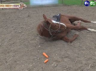 不給騎! 韓國馬倒地裝死拒載客