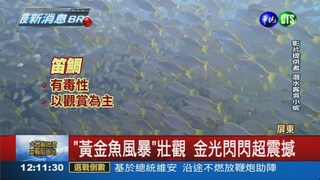 潛水賞黃金魚 驚見受困漁網!