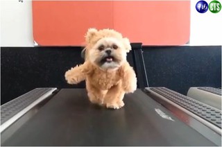 「主人，我太胖嗎?」 泰迪狗跑跑!