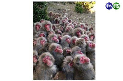 卡哇以! 日本500隻猴互抱取暖 | 