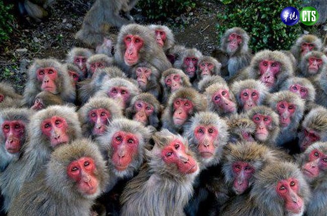 卡哇以! 日本500隻猴互抱取暖 | 華視新聞
