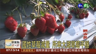 染炭疽 國姓鄉草莓剩1成產量