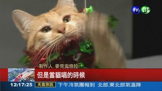 貓咪唱耶誕歌 MV拍攝大公開