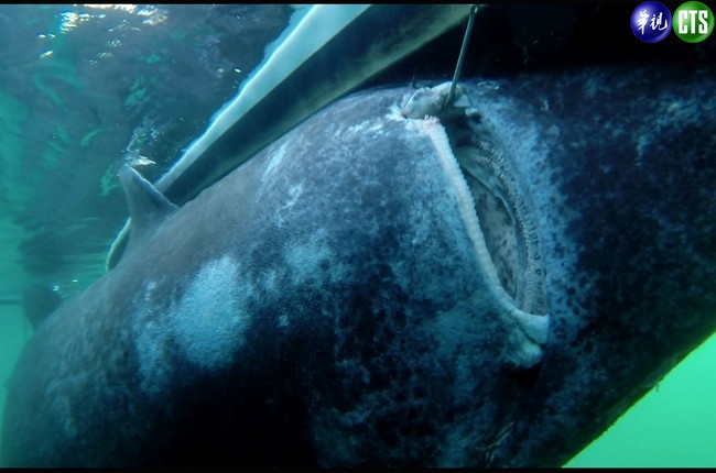 強! 瑞典漁夫一竿釣起565巨鯊 | 華視新聞