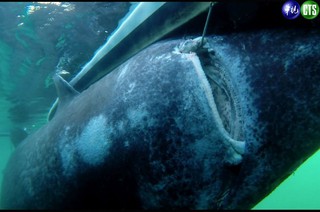 強! 瑞典漁夫一竿釣起565巨鯊