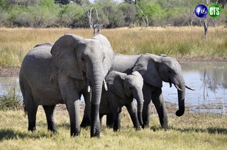 窮到脫褲! 辛巴威國家公園賣「非洲大象」
