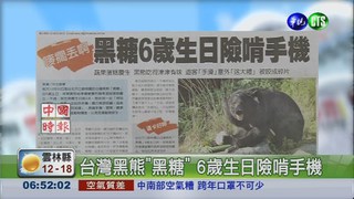 台灣黑熊"黑糖" 6歲生日險啃手機