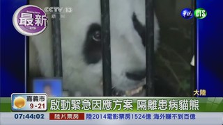 熊貓犬瘟熱 釀陝西1貓熊死亡