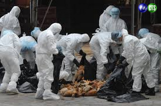 屏東爆發禽流感 農委會下午說明 | 華視新聞