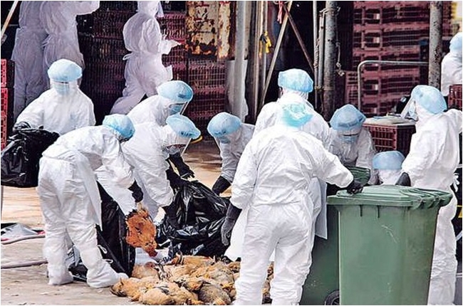 【報你知】H5N8和新H5N2 超毒禽流感 | 華視新聞