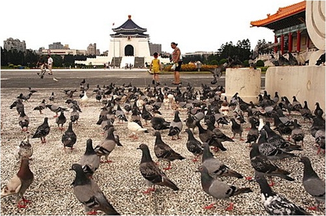 圍堵禽流感!餵食野生禽鳥罰6千元 | 華視新聞