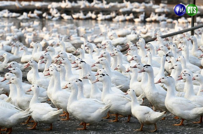 禽流感蔓延 全台夏天前恐缺「鵝」 | 華視新聞