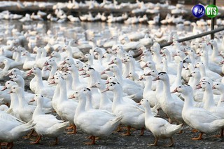 禽流感蔓延 全台夏天前恐缺「鵝」