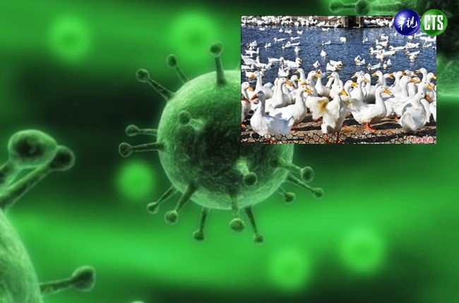 禽流感新病毒 高屏驗出H5N3! | 華視新聞