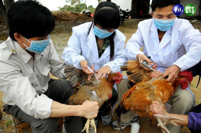 大陸爆發「傳人」禽流感 遊陸旅客需慎防 | 華視新聞