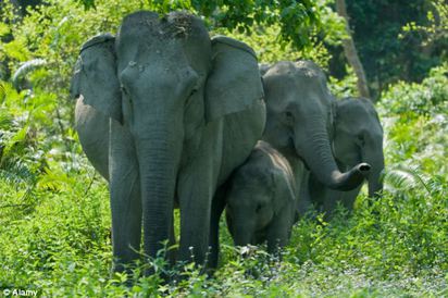 閃光燈嚇到大象 印度夫婦遭踩死 | 