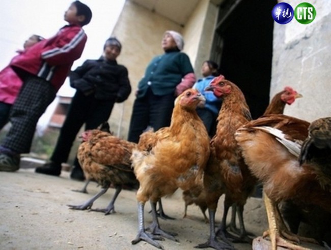 北美首例  遊大陸感染H7N9禽流感 | 華視新聞