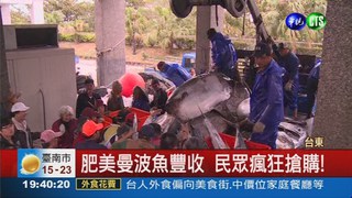 曼波魚南游 台東漁民大豐收!