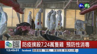 禽流感殺50隻雞 台東也淪陷!