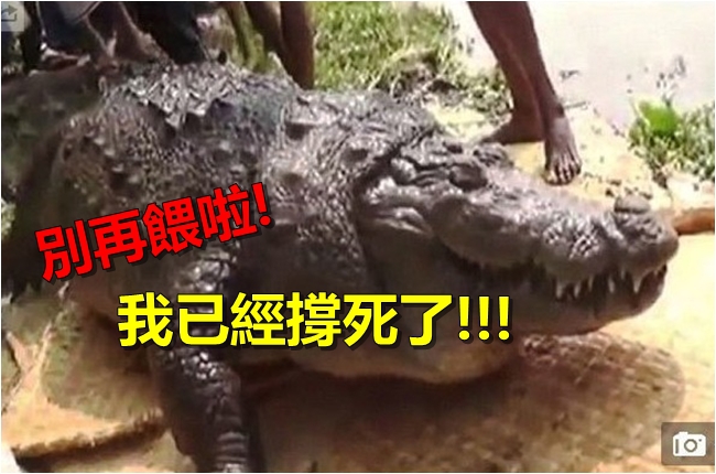 瞎!「餵飽鱷魚願望可成真」鱷魚撐死了 | 華視新聞