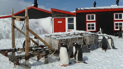 超萌工作 與南極2千隻企鵝當同事 | 