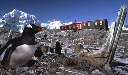 超萌工作 與南極2千隻企鵝當同事 | 