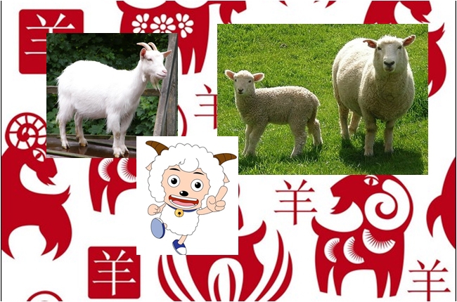 你猜?羊年到底是什麼羊? | 華視新聞