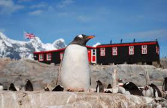 超萌工作 與南極2千隻企鵝當同事 | 華視新聞