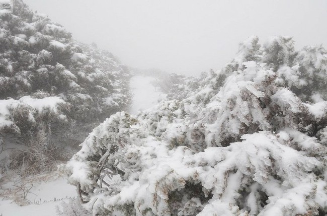 農曆新年第一場雪 玉山積雪3.8公分 | 華視新聞