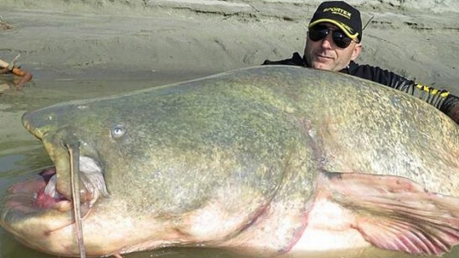 比人還大 義大利漁夫釣到巨型鯰魚 | 華視新聞