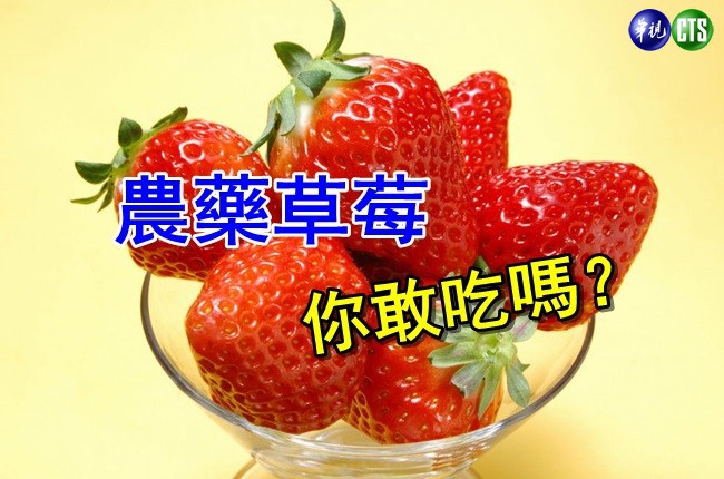這能吃嗎? 松青草莓農藥超標35倍 | 華視新聞