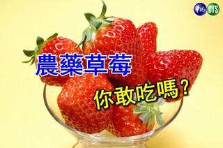這能吃嗎? 松青草莓農藥超標35倍