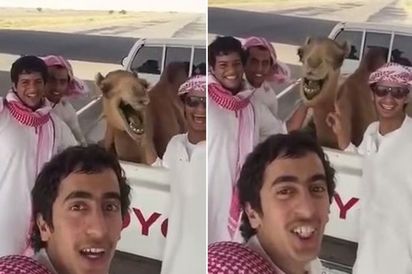駱駝自拍大笑 牙齒都跑出來了! | 