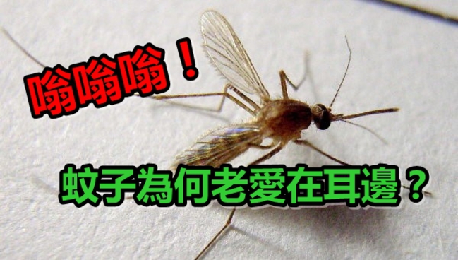 嗡嗡嗡！蚊子為何老愛在耳邊？ | 華視新聞