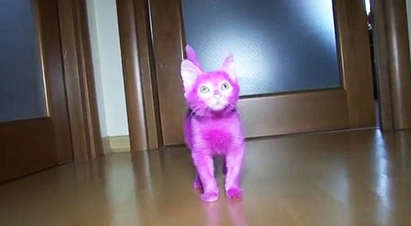 惡主人將貓咪染成Pink 中毒死了 | 