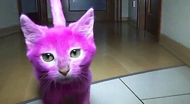 惡主人將貓咪染成Pink 中毒死了 | 華視新聞