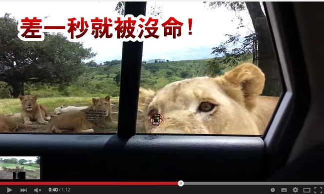 太可怕! 獅子上門差點就被... | 華視新聞