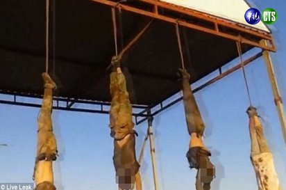 IS又發殘暴影像 倒吊8具屍體示警 | 
