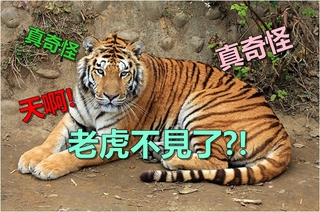 驚?新竹動物園老虎不見了 市長求協尋