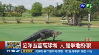 驚悚! 4米巨鱷闖高爾夫球場