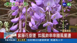 初春賞花趣!紫藤花.櫻花綻放