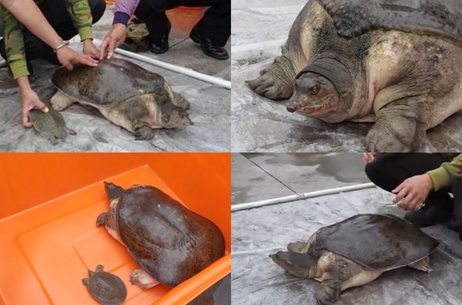 抓鱉不「吃鱉」　捕獲野生16公斤大鱉 | 華視新聞