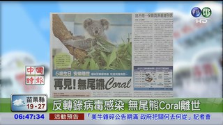 反轉錄病毒感染 無尾熊Coral離世