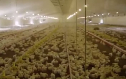 肯德「雞」哪裡來? 關禁閉被毒死 | 上萬隻雞群生活在密閉的禽場