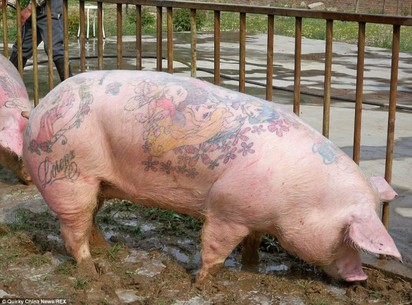 藝術!?紋身豬 身價飆到500萬 | 