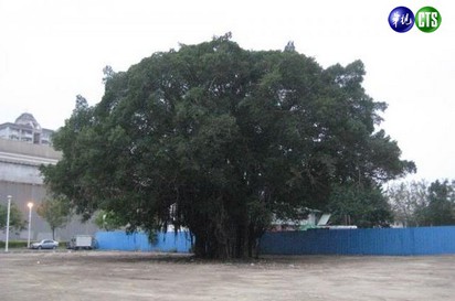 250歲老樹遭「分屍」 花媽挨轟 | 