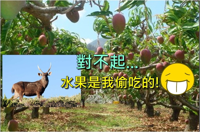 旱象!沒草吃 鹿群下山偷吃水果 | 華視新聞